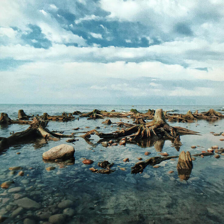 Пни деревьев в воде